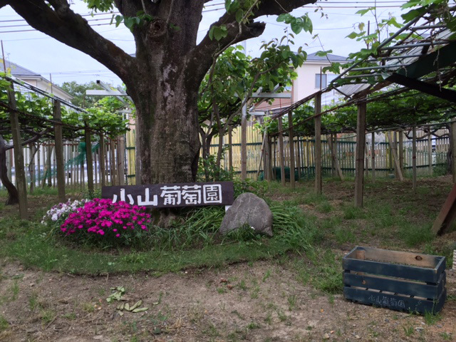 小山観光葡萄園