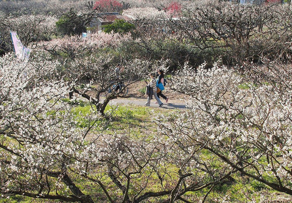 青谷梅林