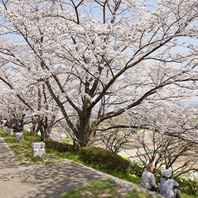桜づつみ寺田緑地