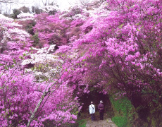 神童寺