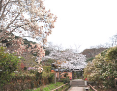 浄瑠璃寺