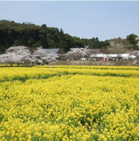 大御堂観音寺