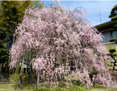 松花堂庭園・美術館