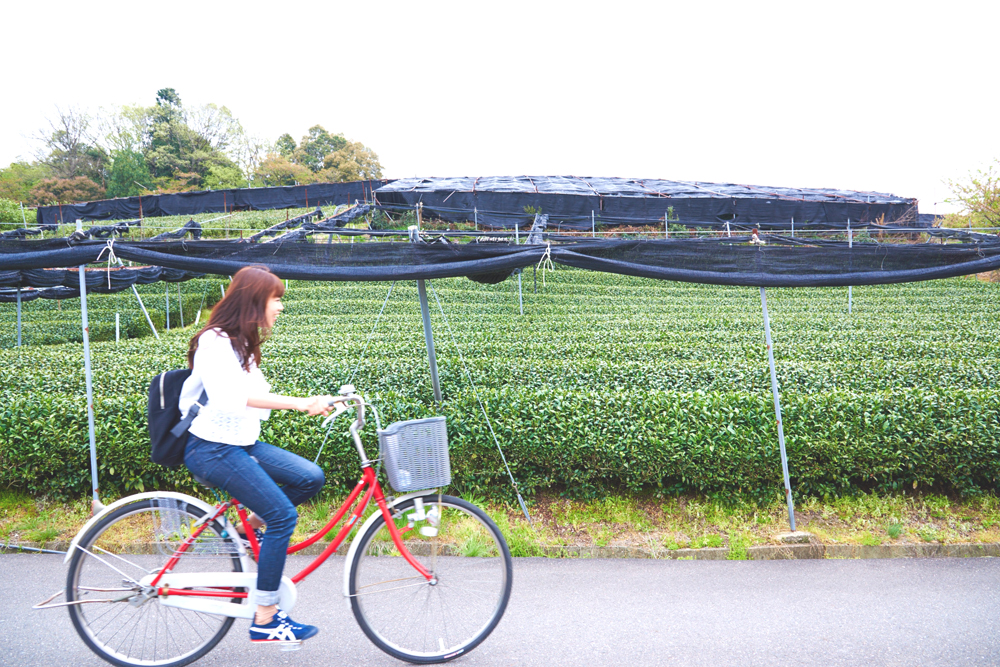【京田辺市】サイクリストの聖地で、自転車ルートをいいとこどり