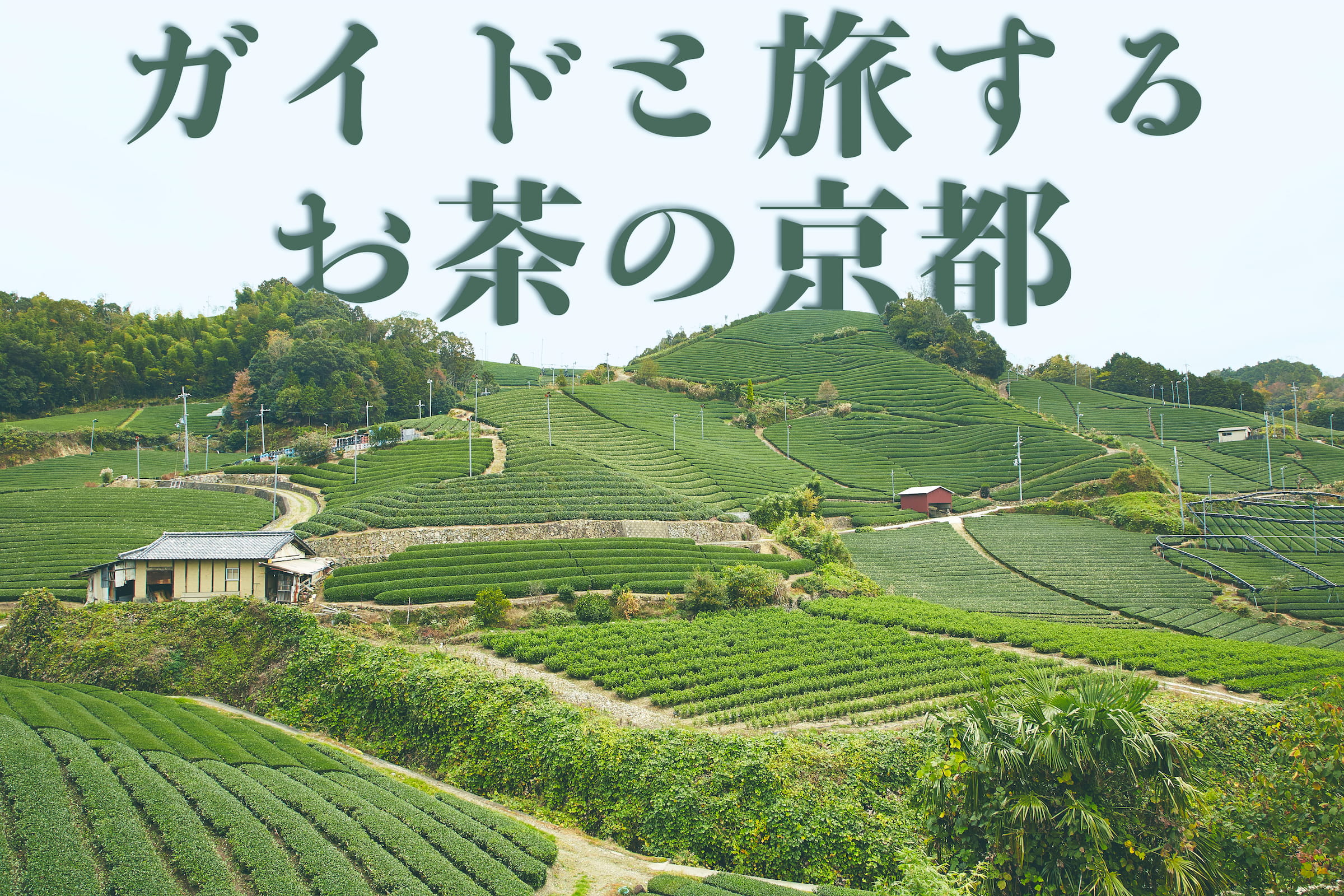 ガイドとともにお茶の京都の旅を楽しもう！