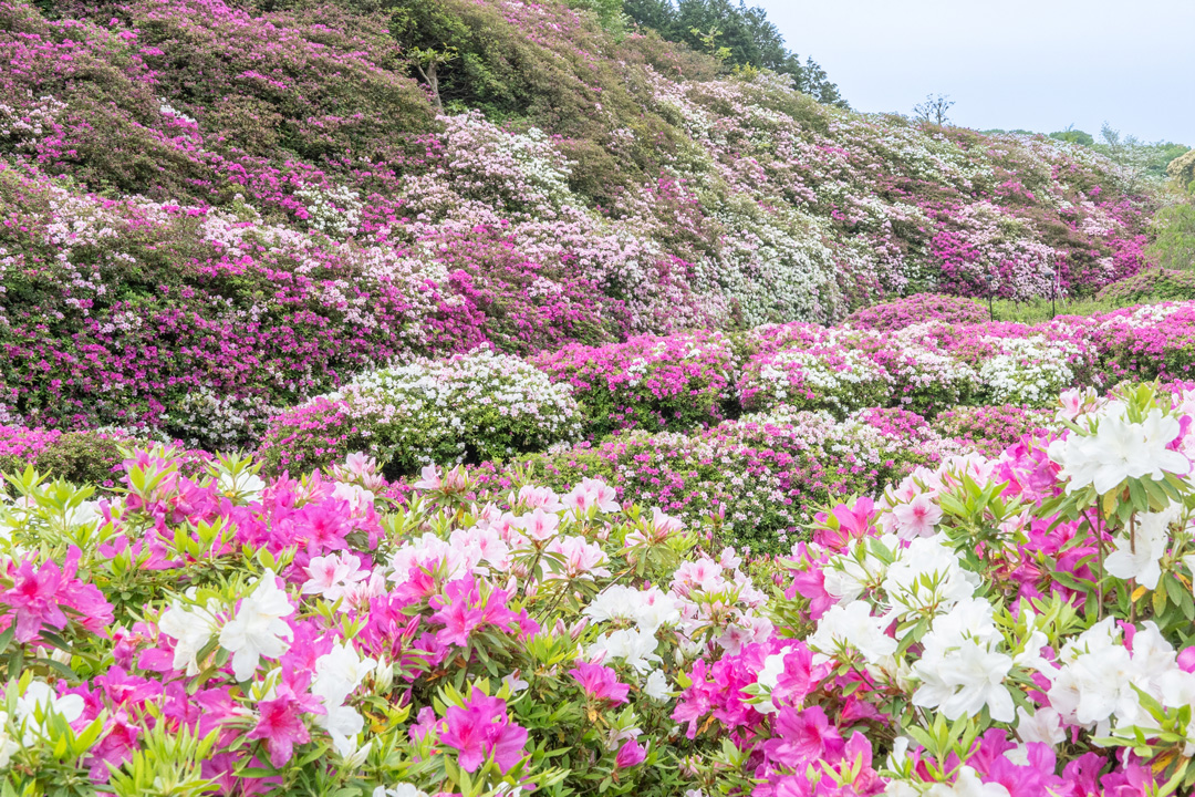 三室戸寺 平戸つつじ園