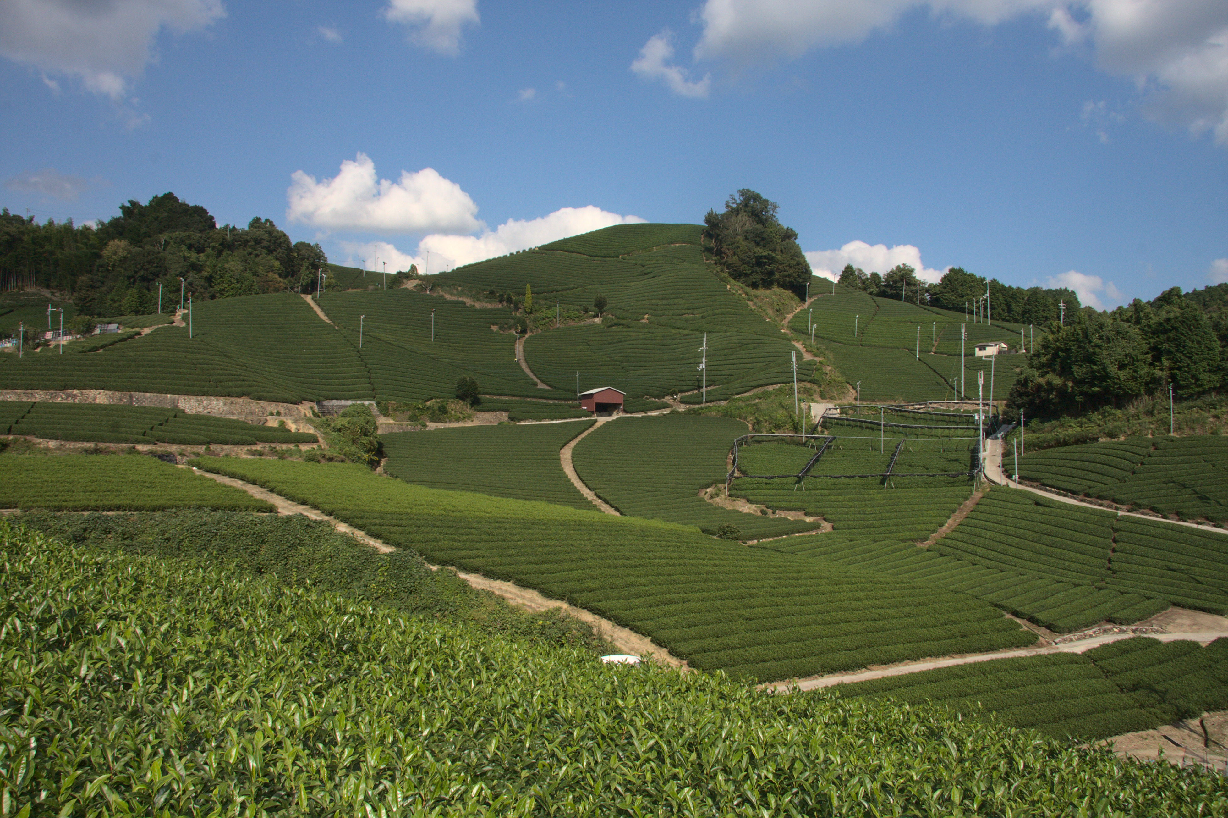 さらに一足伸ばして「お茶の京都」を満喫!