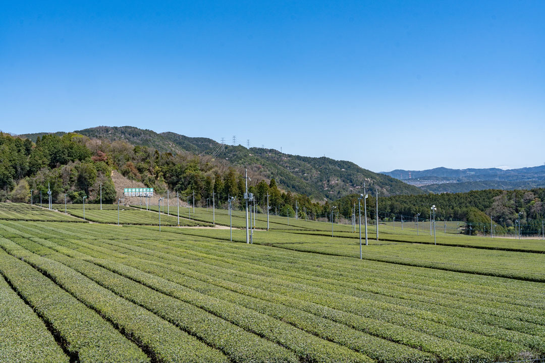 茶畑の眺めが楽しめる展望広場へ、ゴー！