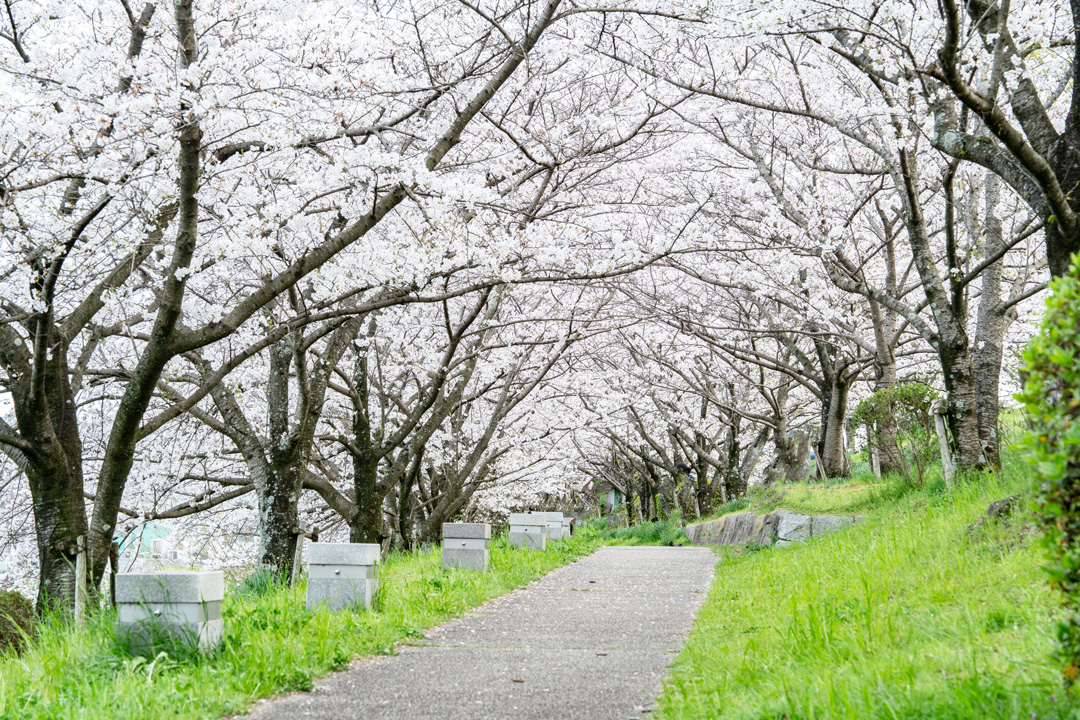 桜づつみ寺田緑地（城陽市）