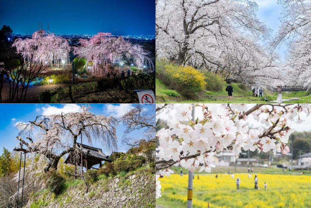 ほかにも色んな桜のスポットが！