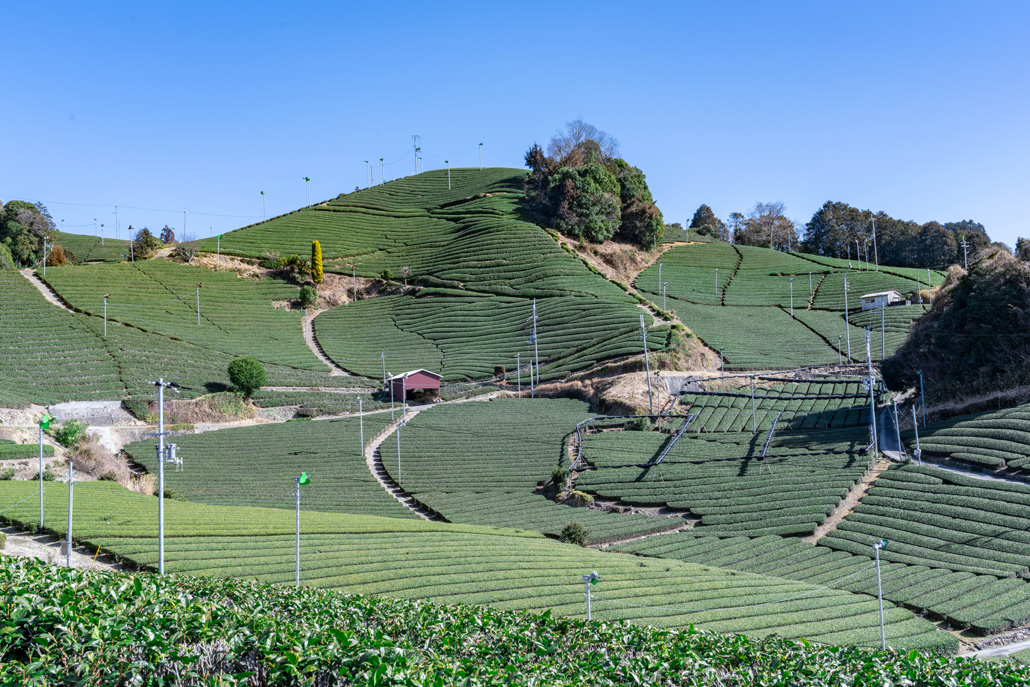 石寺の茶畑も必見!