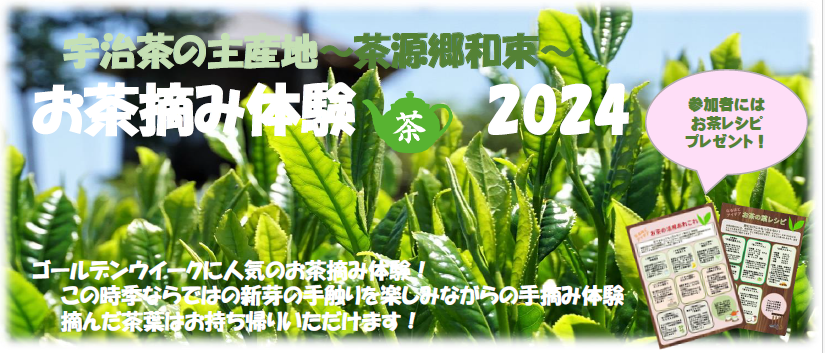 宇治茶の主産地　～茶源郷和束～　GWお茶摘み体験 2024