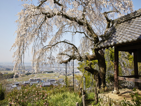 桜の名所は見晴らしもバツグン！