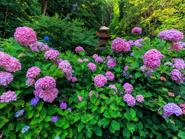 別名「あじさい寺」と呼ばれる花の寺