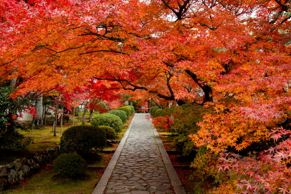 紅葉の名所として知られる一休寺へ