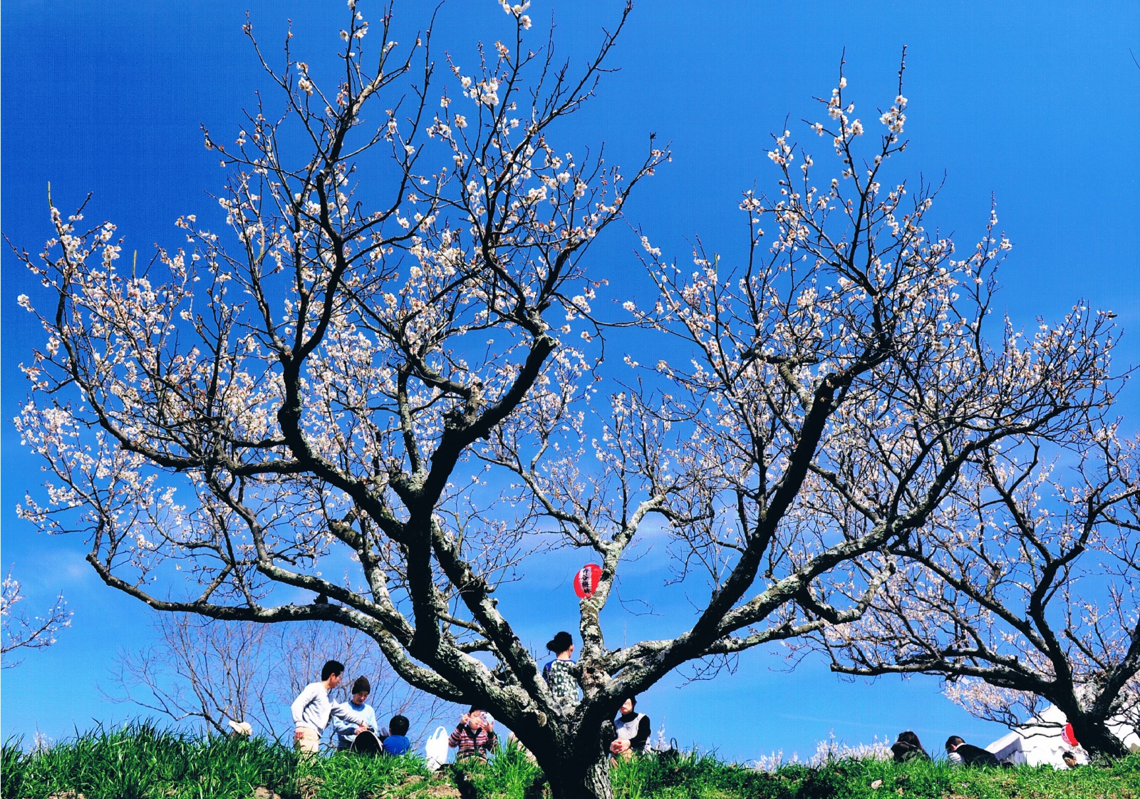 京都一の梅の産地でお花見を