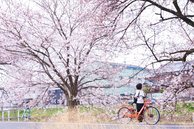 川沿いに並ぶ桜が美しい