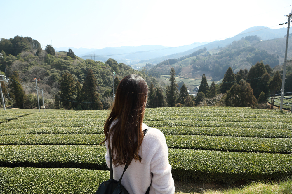 すご～い！山の斜面も茶畑！！