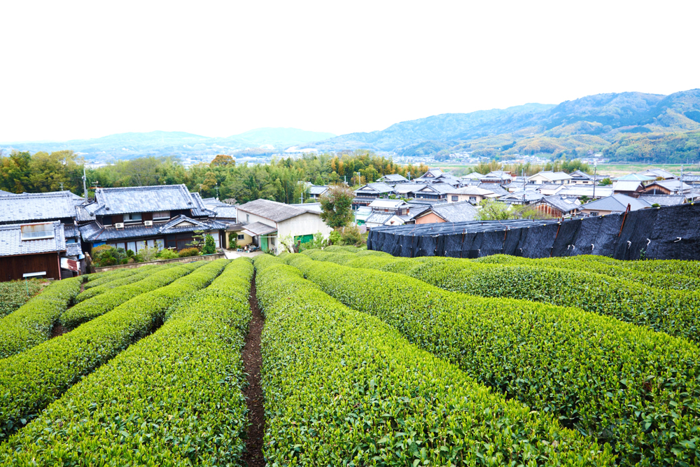 上から茶畑の畝を見下ろす