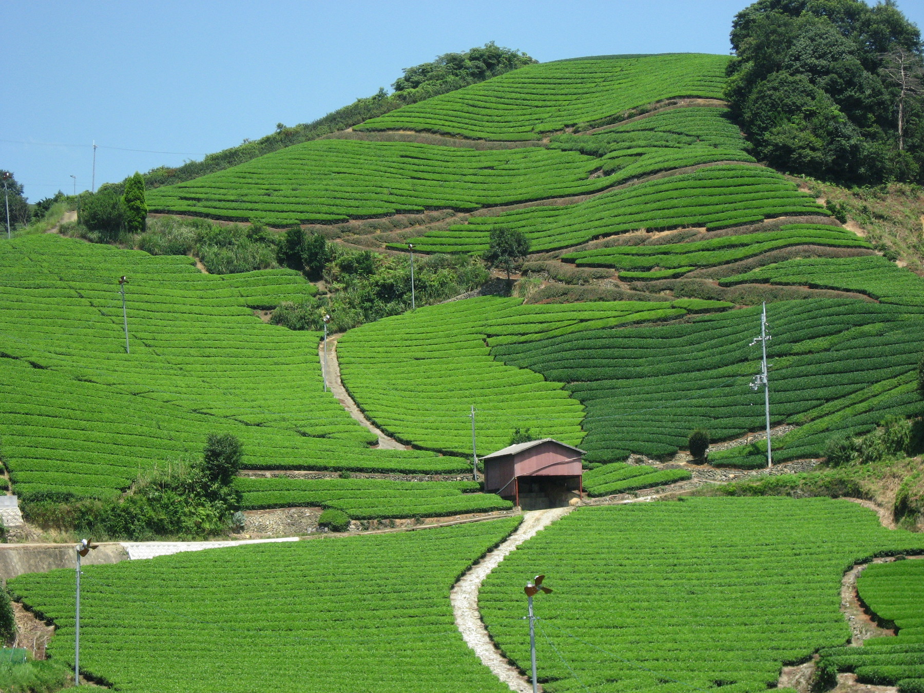 石寺の茶畑