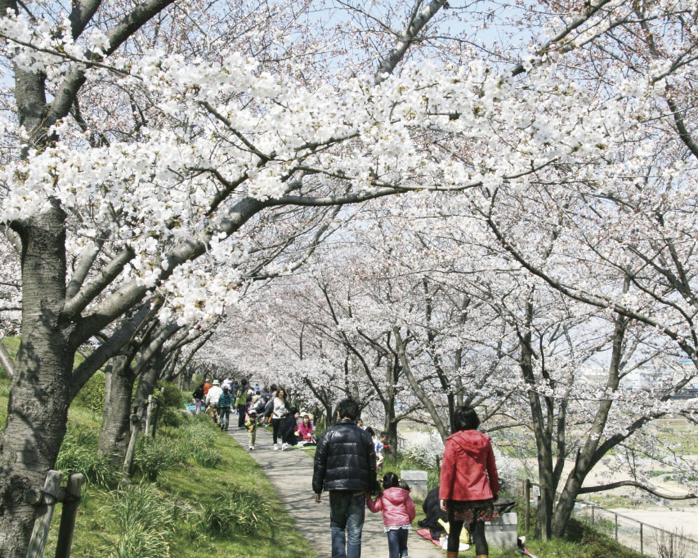 桜づつみ寺田緑地