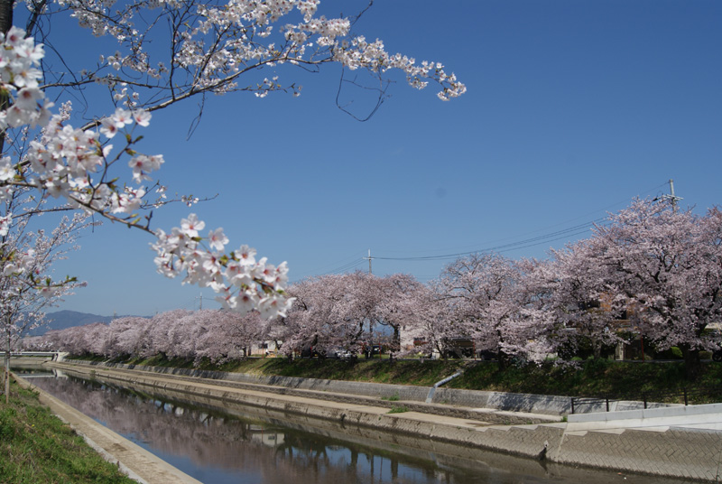 前川堤の桜並木