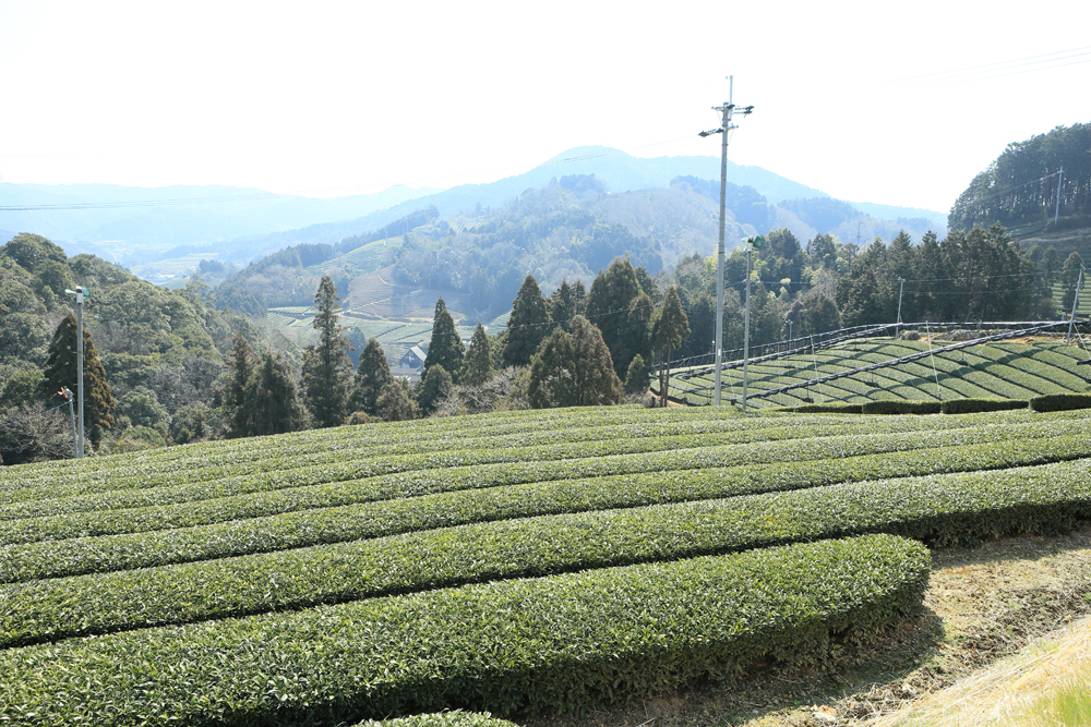 撰原（松尾）の茶畑