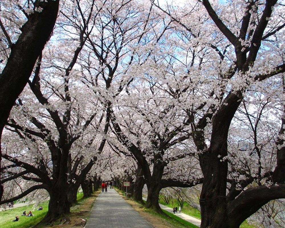 淀川河川公園背割堤地区