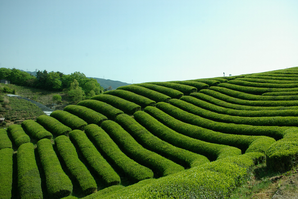 宇治田原の茶園