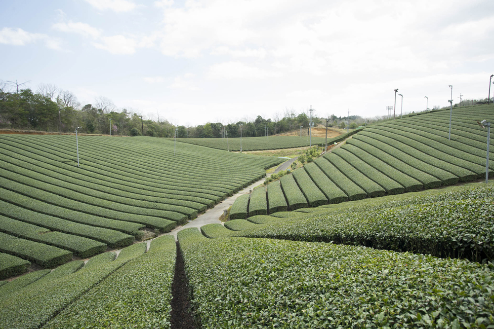 田山 ツルギの茶畑
