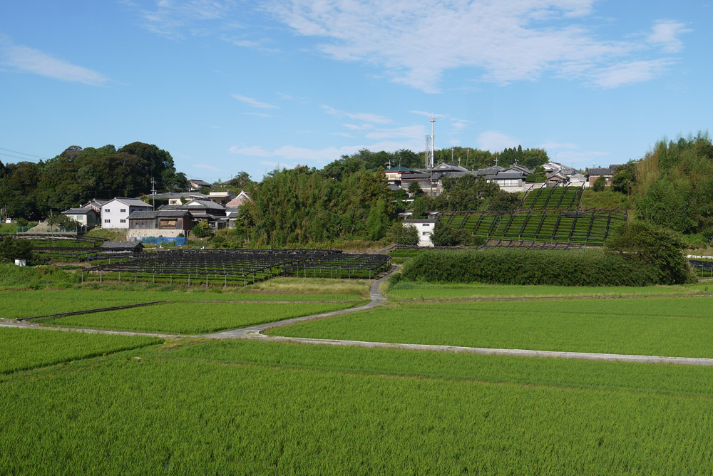 飯岡（いのおか）の茶畑