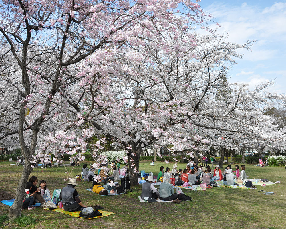 さくら近隣公園