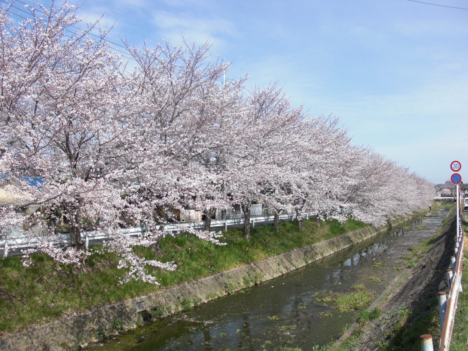 馬坂川桜並木