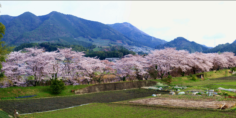 祝橋の桜並木