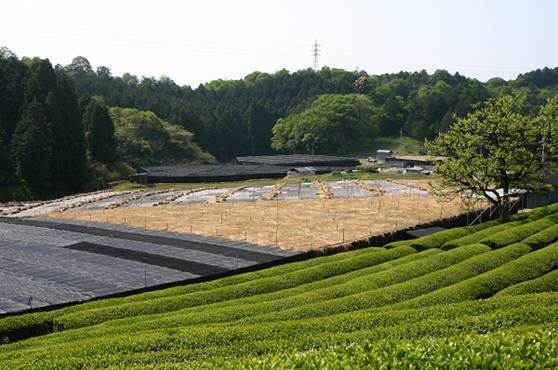 白川地区の茶畑