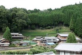湯船の茶畑