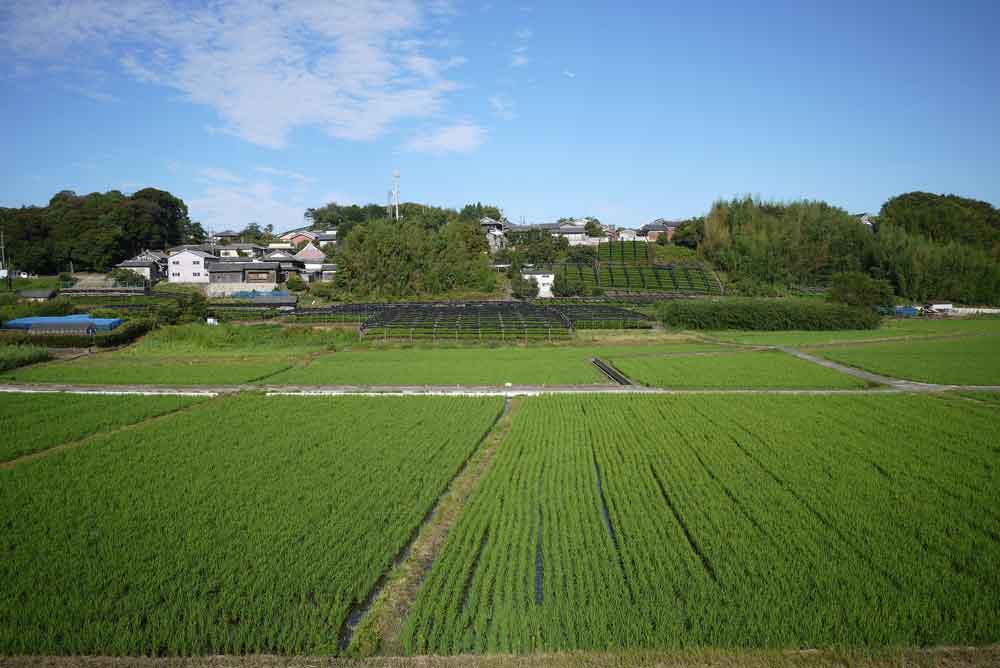 飯岡の茶畑