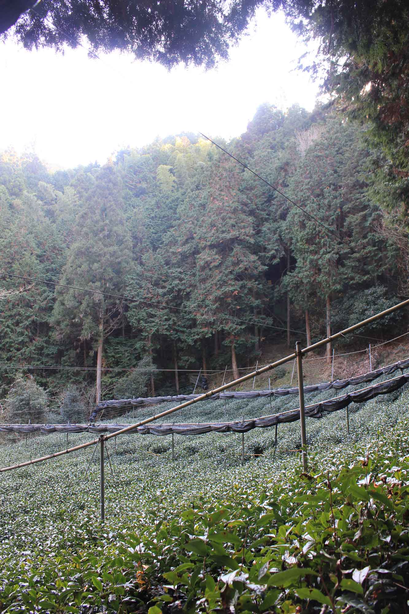 多賀の「森の茶園」