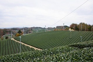 高尾の茶畑