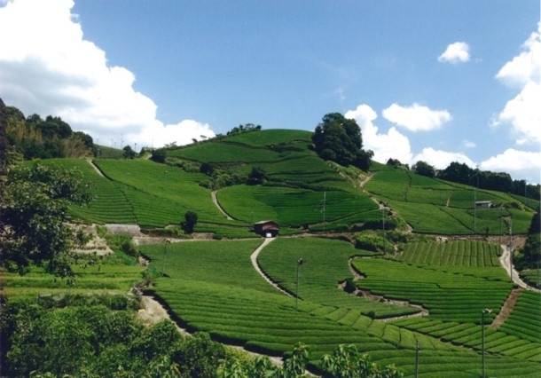 石寺の茶畑