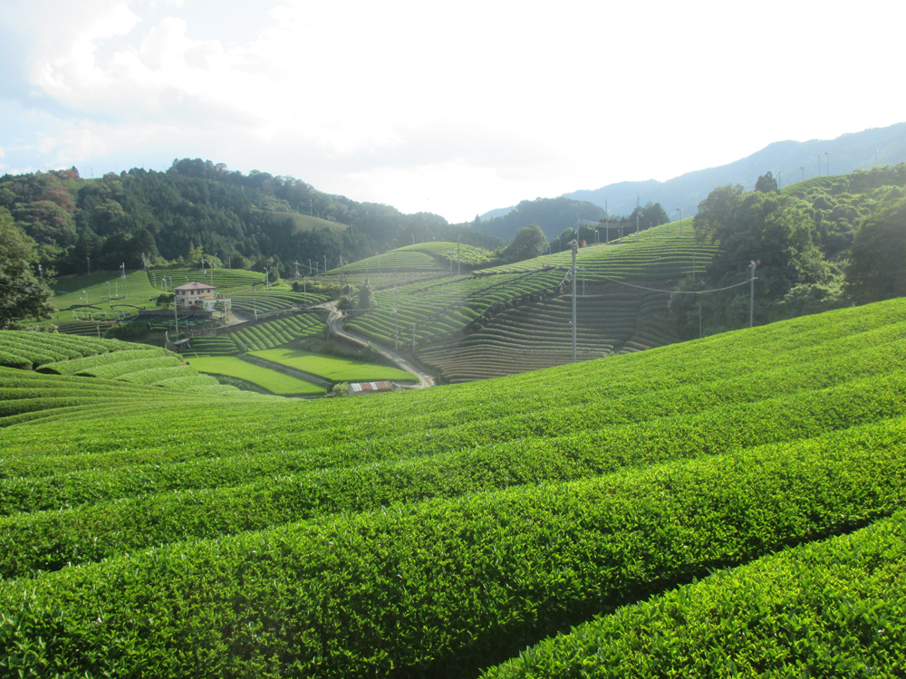 白栖の茶畑