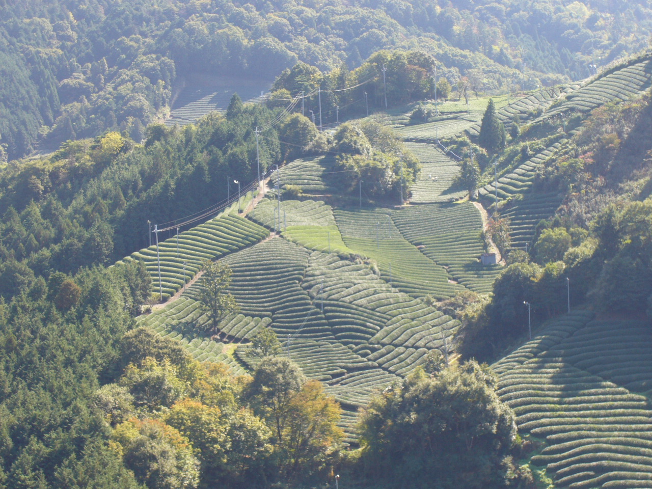 撰原の茶畑