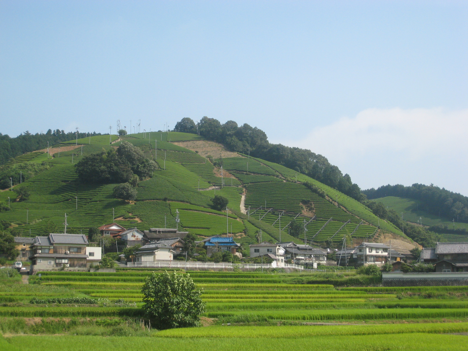 釜塚の茶畑