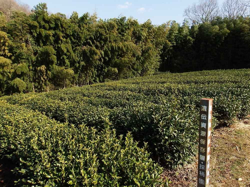 京都府茶業研究所付属茶園