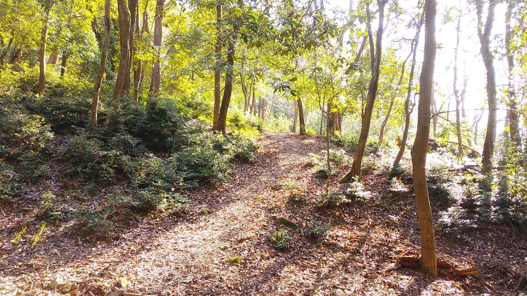 天ケ瀬森林公園