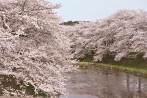 田原川桜