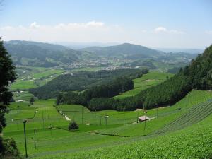 原山の茶畑