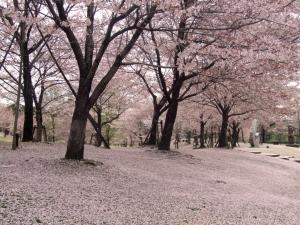 けいはんな記念公園：サクラ