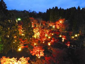 けいはんな記念公園：紅葉ライトアップ3