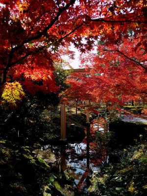 けいはんな記念公園：紅葉谷